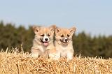 CORGI PEMBROKE 062